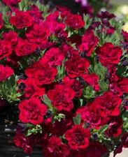 Calibrachoa double red for sale  DUDLEY