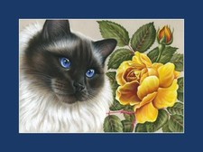 Ragdoll birman cat for sale  UK