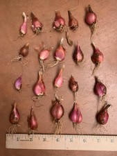Itoi onions sets for sale  Tucson
