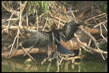311052 water turkey for sale  UK
