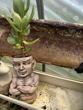 plant jade pot 5 for sale  Crosby