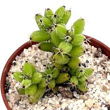 Trichodiadema mirabile succule for sale  LEIGH