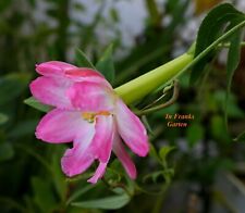 Passiflora mollissima curuba gebraucht kaufen  Altrip