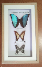 Framed real butterflies for sale  MANCHESTER