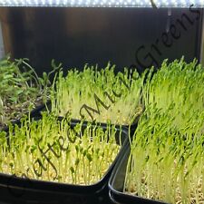 Sementes de brotos e vegetais microverdes USDA/TOC orgânicas - não transgênicas, usado comprar usado Sementes de brotos e vegetais microverdes USDA/TOC orgânicas - não transgênicas, usado comprar usado  Enviando para Brazil