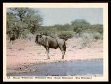 African wildlife card for sale African wildlife card for sale  UK