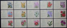 Kensitas silk flower for sale  NORTHAMPTON