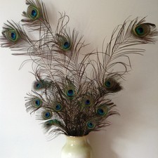 Genuine peacock feathers for sale  ASHFORD