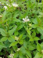 Asperula taurina turiner gebraucht kaufen  Brilon
