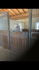 Bodenarbeit freiarbeit pony gebraucht kaufen  Buchloe