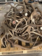 50kgs red deer for sale  PERTH