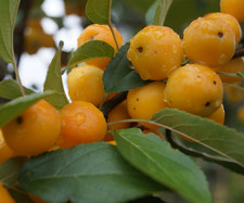 Zierapfel golden hornet gebraucht kaufen  Quakenbrück