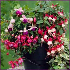 Fuchsia standard bush for sale  UK