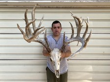 Giant 281 whitetail for sale  Delphos