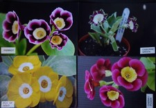 Primula auriculas pot for sale  PLYMOUTH