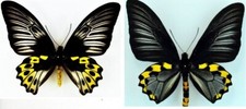 Ornithoptera hypolitus paire d'occasion  Dreux