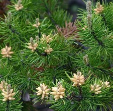 Pinus banksiana jack usato  Napoli
