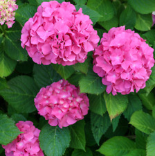 Hydrangea macrophylla alpenglu for sale  ORKNEY