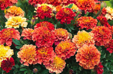Strawberry blonde marigold for sale  Pleasant Hill