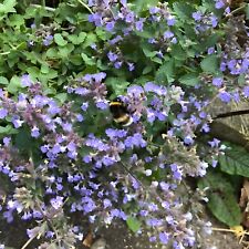 Catnip seeds catmint for sale  RUGBY