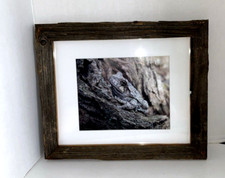 Great tree frog for sale  Salem