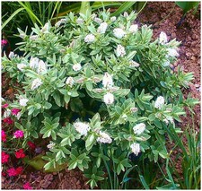 Hebe albicans multi for sale  PRESTON