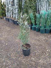 Eucalyptus baby blue for sale  EGHAM