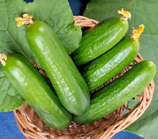 100 muncher cucumber for sale  Salem