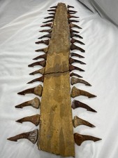Moroccan fossil onchopristis d'occasion  Expédié en Belgium