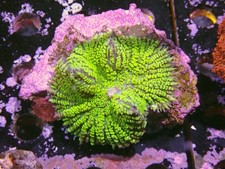 Green rhodactis mushroom for sale  CLACTON-ON-SEA