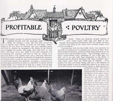 Profitable poultry poultry for sale  SHREWSBURY