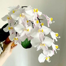 Rare phalaenopsis philippinens for sale  LONDON
