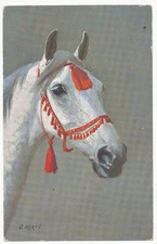 Wunderschöner pferdekopf pfer gebraucht kaufen Wunderschöner pferdekopf pfer gebraucht kaufen  Berlin