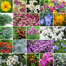 Rock garden perennial for sale  Sevierville