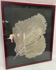 Quadro esposizione gorgonia usato  Castellazzo Bormida
