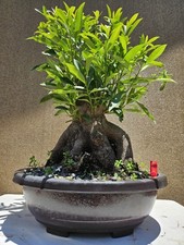 Old japanese blueberry for sale  Westminster