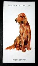 Irish setter aka for sale  DERBY