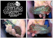 3.5 inch female for sale  USA