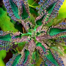 Mothers thousands kalanchoe for sale  Weston