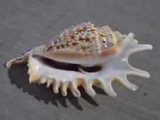 Shell new strombidae d'occasion  Expédié en Belgium