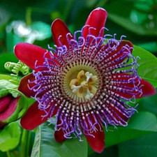Passiflora quadrangularis pian usato  Roma