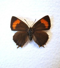 Bred. brown hairstreak for sale Bred. brown hairstreak for sale  CHORLEY