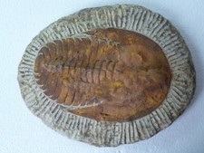 Maroc fossile trilobite d'occasion  Le Havre-