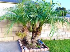 Pygmy date palm for sale  Trabuco Canyon