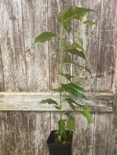 Japanese cherry blossom for sale  CHORLEY