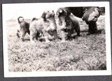 Vintage photograph 1930 for sale  Siletz