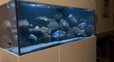Mbuna malawi fish for sale  ENFIELD