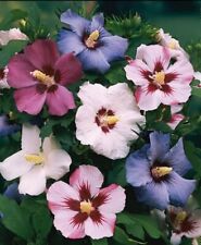 Mixed colors rose for sale  Hopkinsville