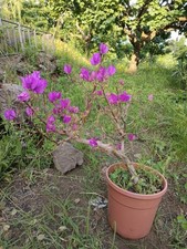 Bougainvillea bonsai vaso usato  Giarre
