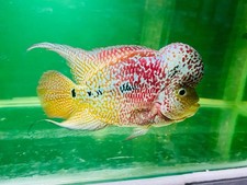 Live flowerhorn kamfa d'occasion  Expédié en Belgium